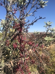Tapinanthus rubromarginatus