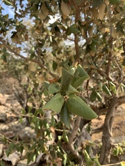 Androstachys johnsonii