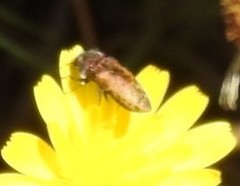 Acmaeodera pilosellae