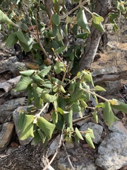 Androstachys johnsonii