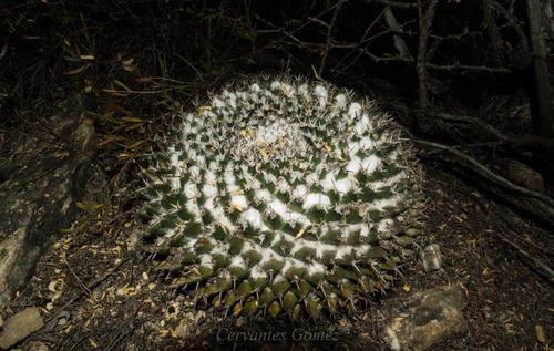 Mammillaria sempervivi