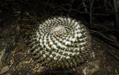 Mammillaria sempervivi