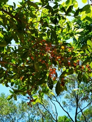Pittosporum pentandrum