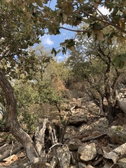 Androstachys johnsonii