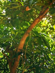 Pittosporum pentandrum