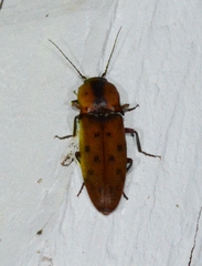 Conoderus xysticus