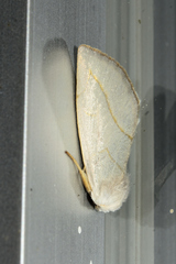 Plagiomimicus argyropolia