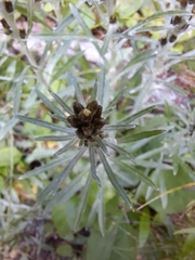 Omalotheca sylvatica