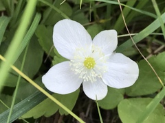 Anemonastrum deltoideum