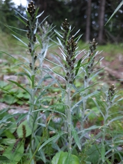 Omalotheca sylvatica