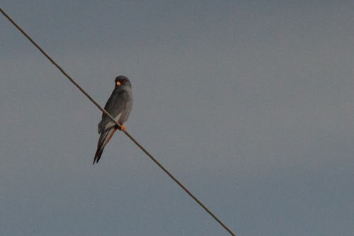 Red-footed Falcon