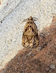 Olethreutes permundana