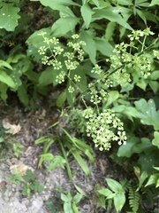 Veratrum hybridum