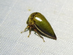 Stictopelta marmorata