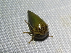 Stictopelta marmorata
