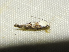 Mompha murtfeldtella
