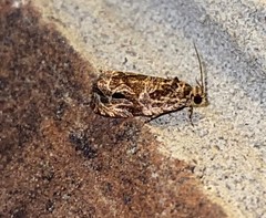 Olethreutes permundana