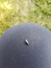 Chrysobothris chlorocephala