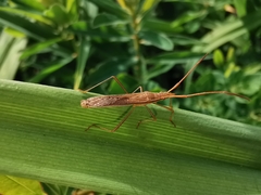 Protenor belfragei