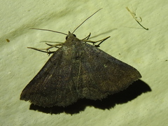 Lesmone detrahens