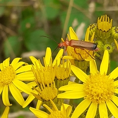 Rhagonycha fulva