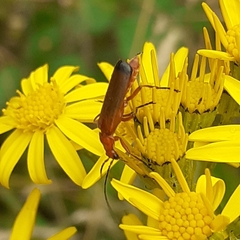 Rhagonycha fulva