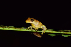 Dendropsophus columbianus