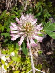 Trifolium medium