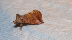 Pseudeva purpurigera