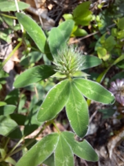 Trifolium medium