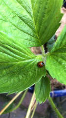 Coccinella septempunctata