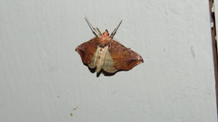 Pseudeva purpurigera