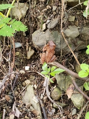 Jamaican Laughing Frog photo 4