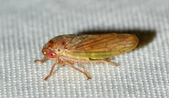 Polana quadrinotata