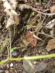 Jamaican Laughing Frog photo 5