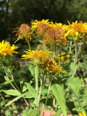 Pentanema spiraeifolium
