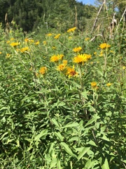 Pentanema spiraeifolium