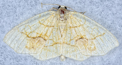 Nematocampa resistaria