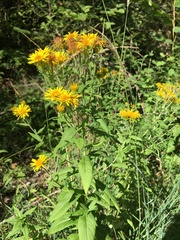 Pentanema spiraeifolium