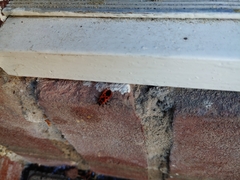 Pyrrhocoris apterus