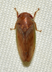 Polana quadrinotata