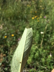 Pentanema spiraeifolium