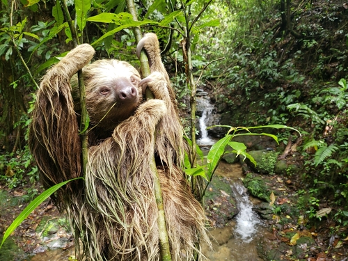 Hoffmann's Two-toed Sloth, photo 6 of 8