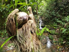 Hoffmann's Two-Toed Sloth photo 2