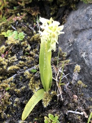 Platanthera hyperborea