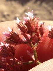 Chorizanthe