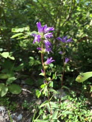 Campanula glomerata farinosa