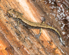 Plethodon dunni