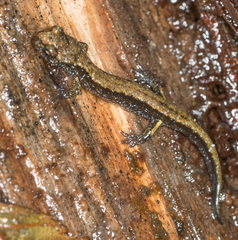 Plethodon dunni