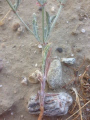Eriogonum gracillimum